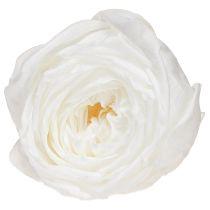 Product Forever Rose Preserved Flowers White Roses Ø6cm 6pcs