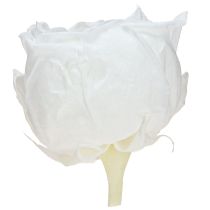 Product Forever Rose Preserved Flowers White Roses Ø6cm 6pcs