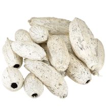 Product Cocoa pods whitewashed 15 pcs