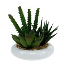 Cacti in a pot Ø12cm 1p