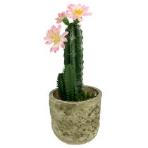 Cactus in a pot with blossom pink H 21cm