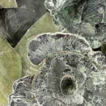 Product Kalix Mushroom Green, White Washed 100 pcs