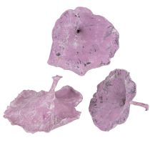 Product Kalix Mushroom Purple, White Washed 100 pcs