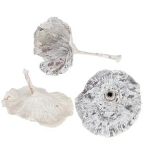 Product Kalix Mushroom White Washed 100 pcs
