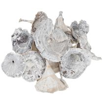 Product Kalix Mushroom White Washed 100 pcs
