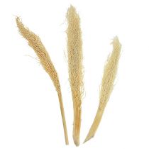 Product Khejur Date bleached 50 pcs.