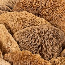 Product Tree fungus wreath, natural color, for door or wall decoration, 37cm