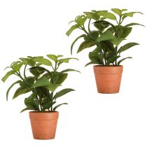 Product Artificial Basil in Pot Herb Pot Artificial Plant 22cm 2pcs