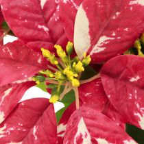 Product Artificial poinsettia in red cream L35cm 6pcs 2 bunch