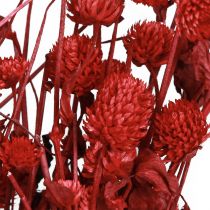 Product Globe amaranth (Gomphrena globosa), red, dry, 45cm, 100g