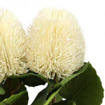 Artificial flowers, Banksia, Proteaceae Cream white L58cm H6cm 3pcs