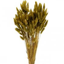 Product Lagurus Dried Rabbit Tail Grass Olive 65-70cm 100g