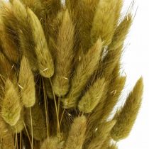 Product Lagurus Dried Rabbit Tail Grass Olive 65-70cm 100g