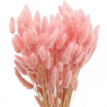 Product Lagurus dried rabbit tail grass light pink 65-70cm 100g