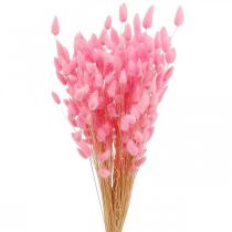 Product Dried Lagurus (Rabbit Tail Grass) Pink Decorative Dried Flowers 65-70cm 100g