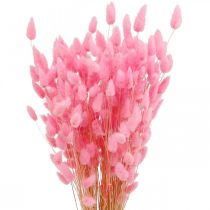 Product Lagurus Dried Rabbit Tail Grass Pink 65-70cm 100g