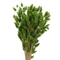 Product Dried Lagurus (Hare's Tail Grass) 65-70cm 100g