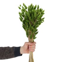 Product Dried Lagurus (Hare's Tail Grass) 65-70cm 75g
