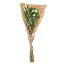 Product Dried Lagurus (Hare's Tail Grass) 65-70cm 75g