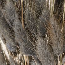 Product Lagurus Dried Hare&#39;s Tail Grass Grey 45-55cm 50g