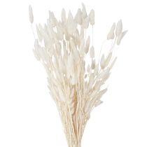 Product Dried Flowers Lagurus ovatus Hare's Tail Cream 55-70cm 100g
