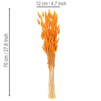 Product Lagurus bunch of velvet grass, dried, 70 cm, 100g