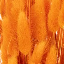 Product Lagurus bunch of velvet grass, dried, 70 cm, 100g