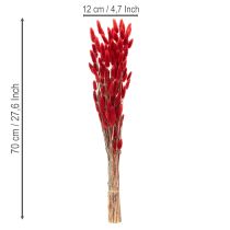 Product Dried Lagurus bunch, dried flower decoration, 70cm, 100g