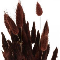 Dry floristry, decorative grass, Lagurus Brown L35–50cm 25g