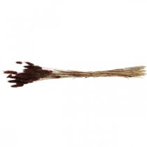 Product Dry floristry Hare's Tail Grass Lagurus Brown L35–50cm 25g