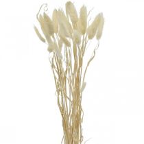 Lagurus dried decoration, velvet grass, rabbit tail grass, dry decoration bleached L20-60cm 30p