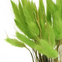 Velvet grass green, lagurus, dry decoration, dried sweet grass L18-50cm 25g