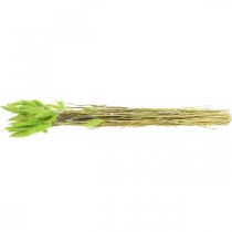 Product Velvet grass green Lagurus dried dried grass sweet grass 18-50cm 25g dried flower decoration Boho