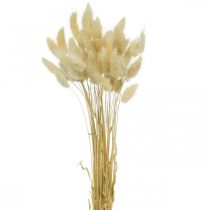 Decorative grass, bleached sweet grass, Lagurus ovatus, velvet grass L40–55cm 25g