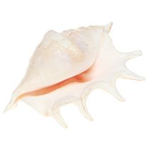 Product Lambis Sea Snail Natural Decoration 14cm 10 pcs