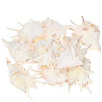 Product Lambis Sea Snail Natural Decoration 14cm 10 pcs