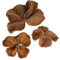 Product Landlotus Nature 50 pcs