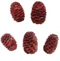 Product Leucadendron Sabulosum Cones in Red Frosted 500g
