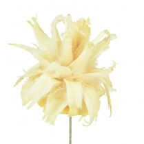 Product Leucodendron assortment bleached decoration on wire 100 pcs