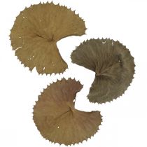 Lotus leaves dried natural dry decoration water lily leaf 50 pieces