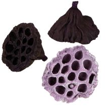 Product Lotus Mix Pink, Erika Ø6cm - Ø10cm 50 pcs