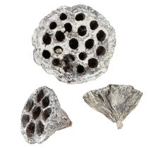 Product Lotos Natural Decorative Lotus Flask White Washed 6-8cm 50 pcs