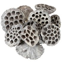 Product Lotos Natural Decorative Lotus Flask White Washed 6-8cm 50 pcs
