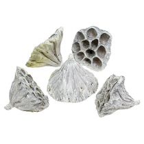 Lotus medium natural frosted 50 pieces