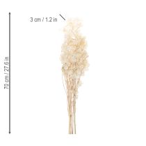 Product Lunaria dried flowers, moon violet, silver leaf, dried, 60-80cm, 30g