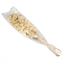 Product Lunaria Dried Money Plant Dried Flowers Natural 90cm 100g