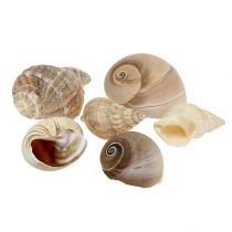 Product Maritime deco shell mix nature 400g