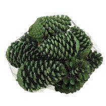 Product Maritima cones 10cm - 16cm green frosted 12 pcs