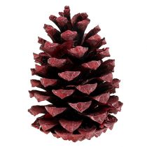 Maritima cones 10-15cm red frosted 12pcs