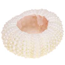 Product Maritime decor Sea urchin shells Pink White Ø3.5-5cm 20pcs